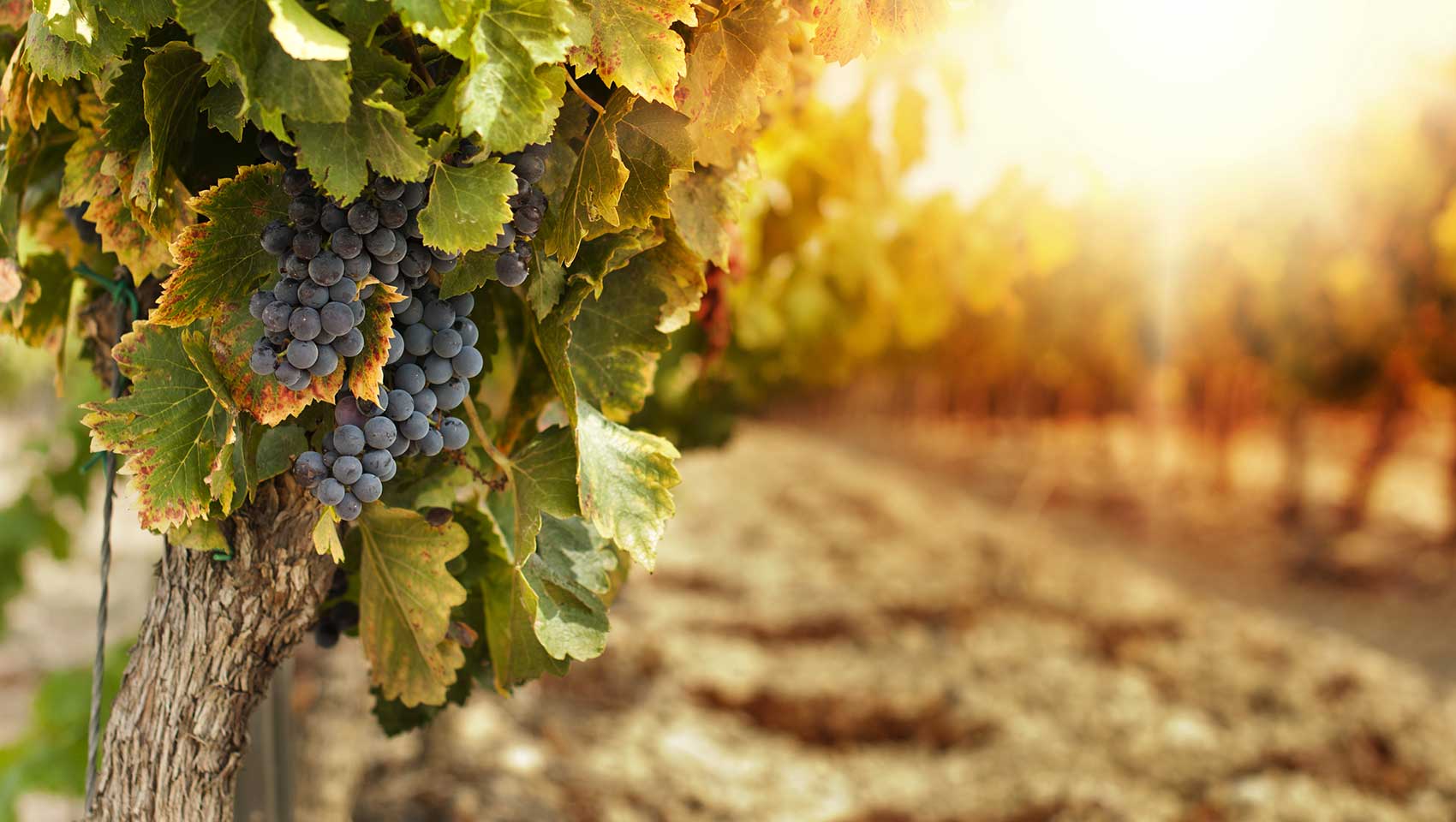 Vineyard