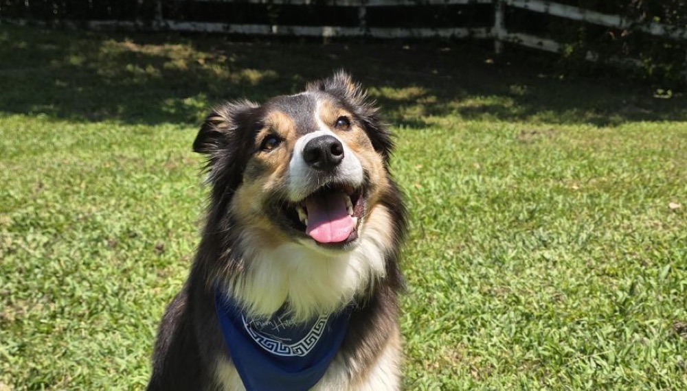 Dog smiling