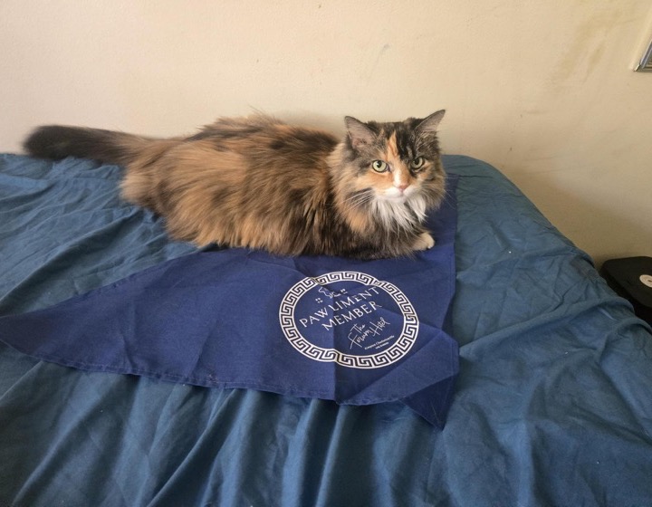 Cat on a bed with a Pawliment bandana