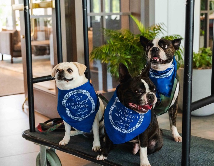 3 dogs on a luggage cart at Kimpton The Forum Hotel