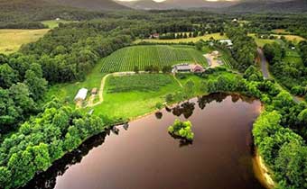 vineyard