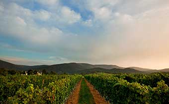 Vineyard