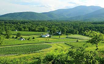 vineyard image